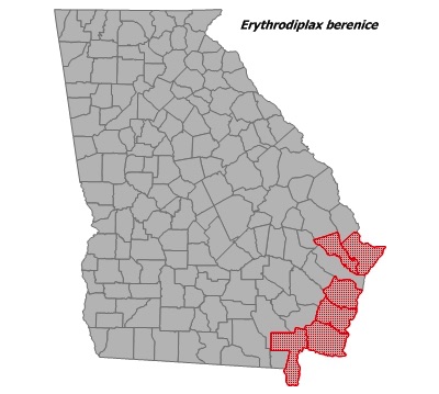Erythrodiplax berenice
(Seaside Dragonlet) Erythrodiplax berenice
(Seaside Dragonlet)